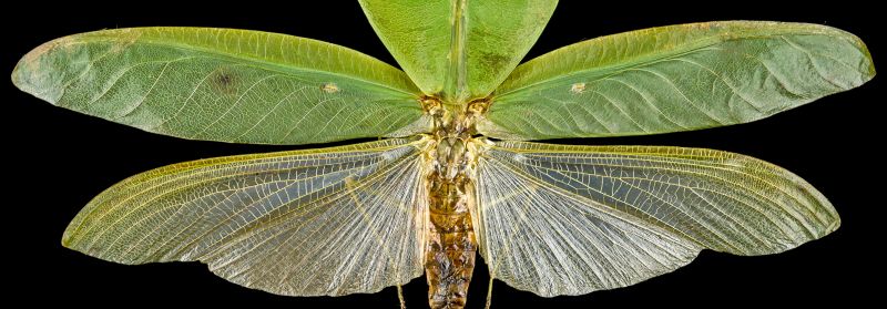 Файл:Mantis-wing.jpg